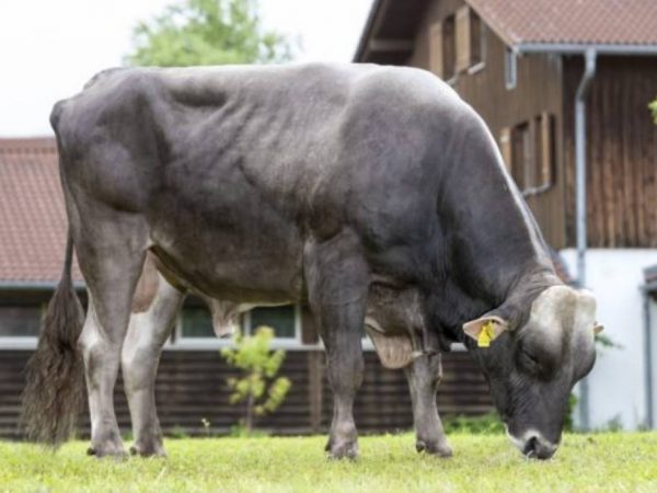 De Brown Swiss stier Dejavu 785990