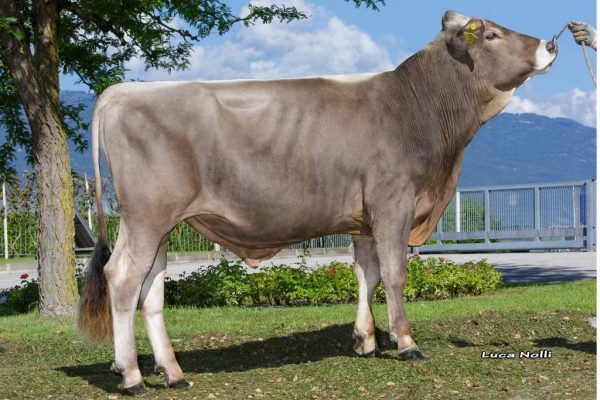 De Brown Swiss stier Domino 786202