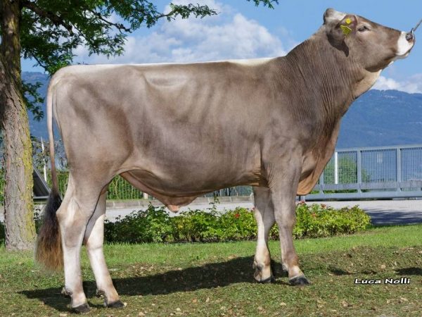 De Brown Swiss stier Domino 786202