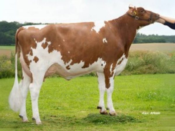 De roodbonte holstein friesian fokstier Romano-Red