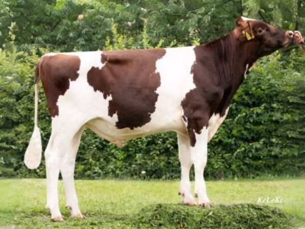 De roodbonte holstein friesian genomicstier Donner