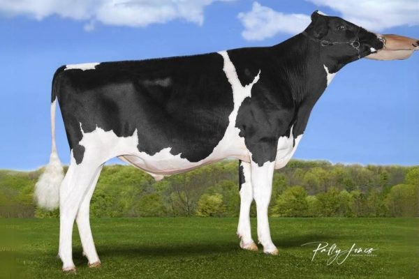 De zwartbonte holstein friesian fokstier El Grande