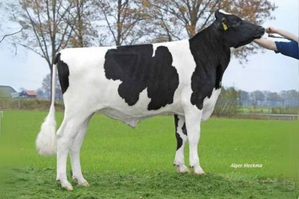 De zwartbonte holstein friesian fokstier De Vlog Elmar