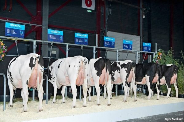 Een dochtergroep van de zwartbonte holstein friesian fokstier Gigaball