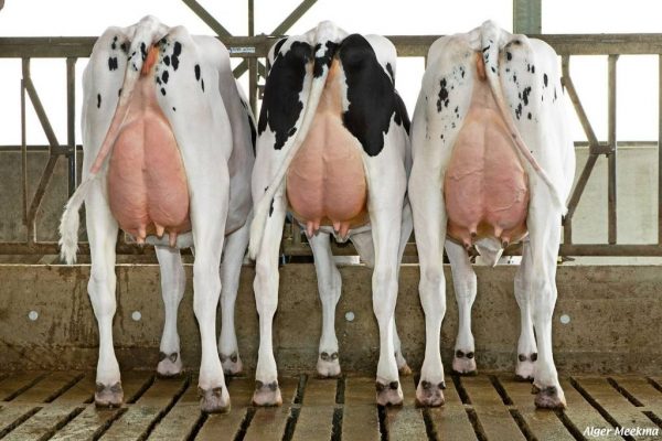 Een dochtergroep van de zwartbonte holstein friesian fokstier Gigaball