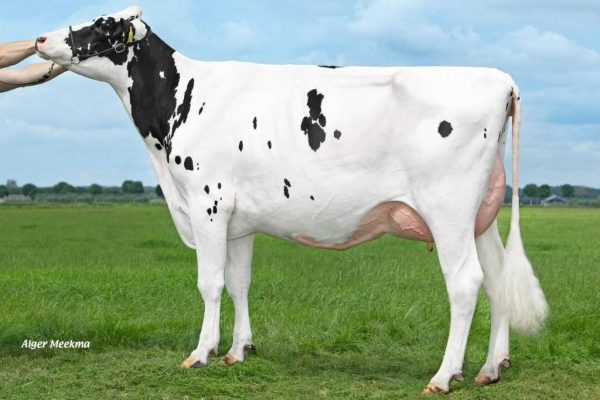 Familie van de zwartbonte holstein friesian fokstier Gigaball