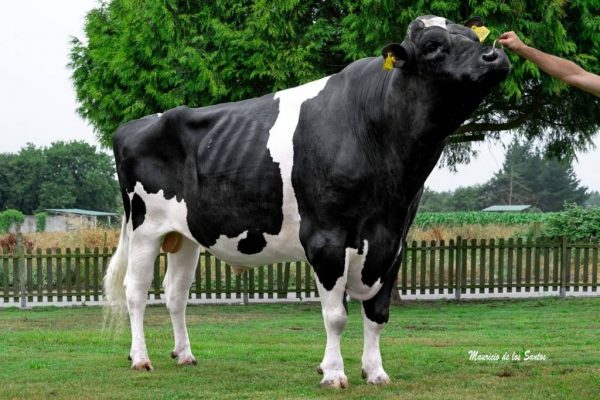 De zwartbonte holstein friesian fokstier Gigaball