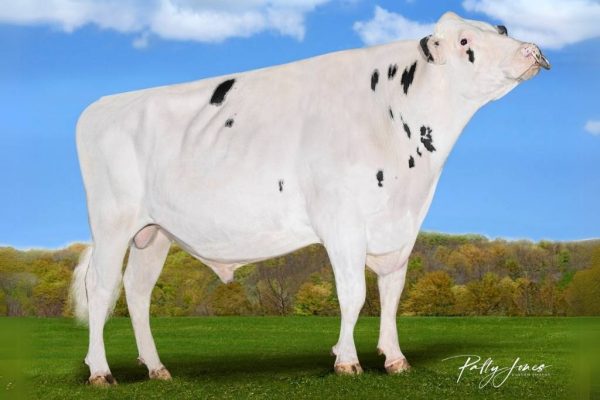 De zwartbonte holstein friesian fokstier Aurora Mitchell