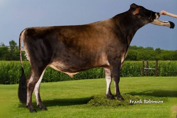 De Jersey stier Pittsfield P 784902