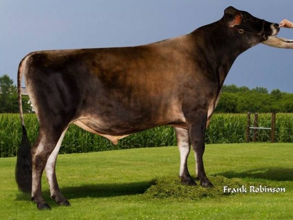 De Jersey stier Pittsfield P 784902