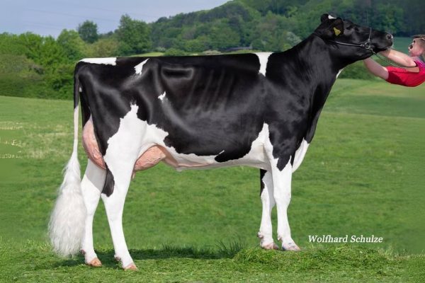 Dochter van de zwartbonte holstein friesian fokstier Predar