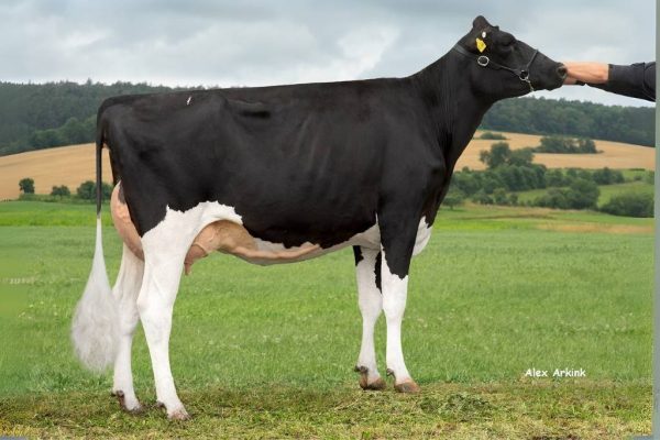 Dochter van de zwartbonte holstein friesian fokstier Predar