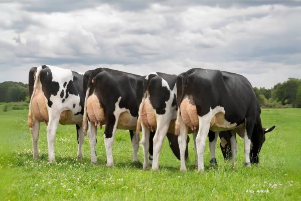 Dochtergroep van de zwartbonte holstein friesian fokstier Predar