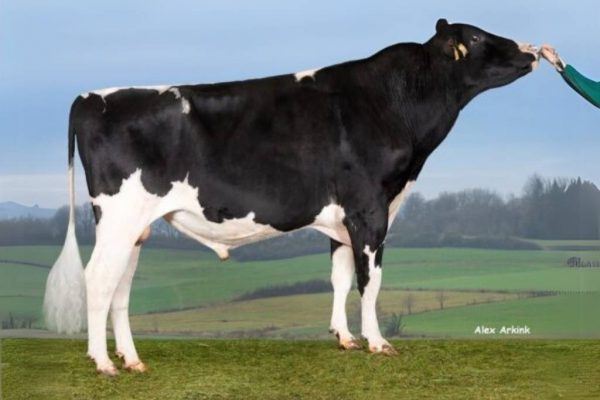 De zwartbonte holstein friesian fokstier Predar