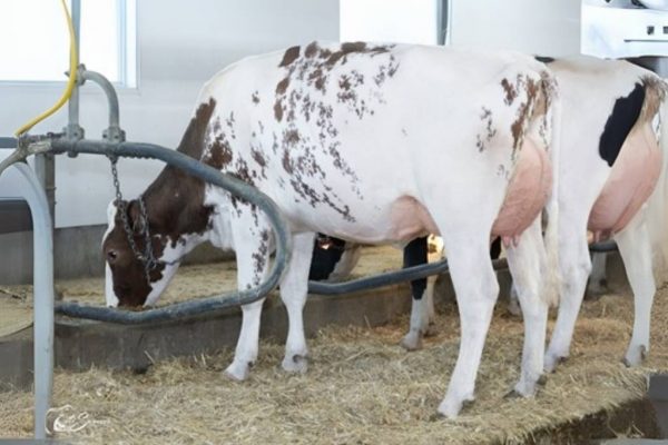 Dochter Suzie-Red van de roodbonte holstein friesian fokstier Oh Ranger Red