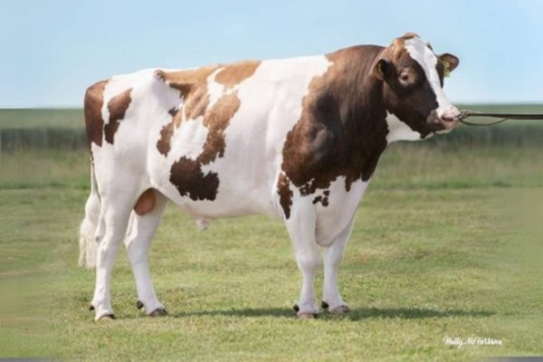 De roodbonte holstein friesian fokstier Oh Ranger Red