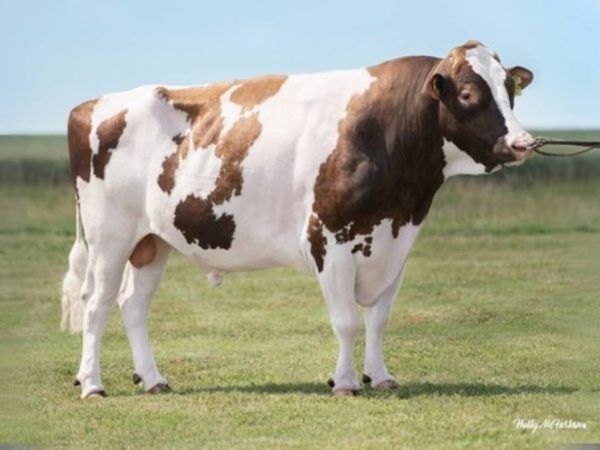 De roodbonte holstein friesian fokstier Oh Ranger Red