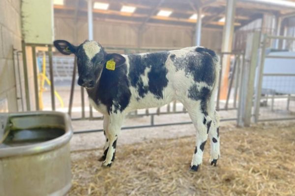 Stierkalf van de Belgisch blauwe vleesstier Kersey Rebel