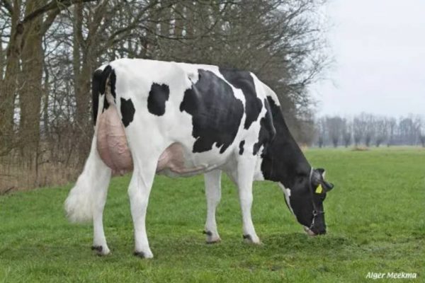 Grootmoeder Thea 106 van de zwartbonte holstein friesian fokstier Daesdonckhoeve Robbie