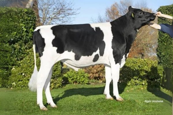 De zwartbonte holstein friesian fokstier Daesdonckhoeve Robbie