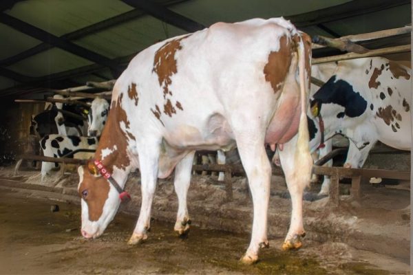 Grootmoeder van de roodbonte holstein friesian fokstier Romano-Red