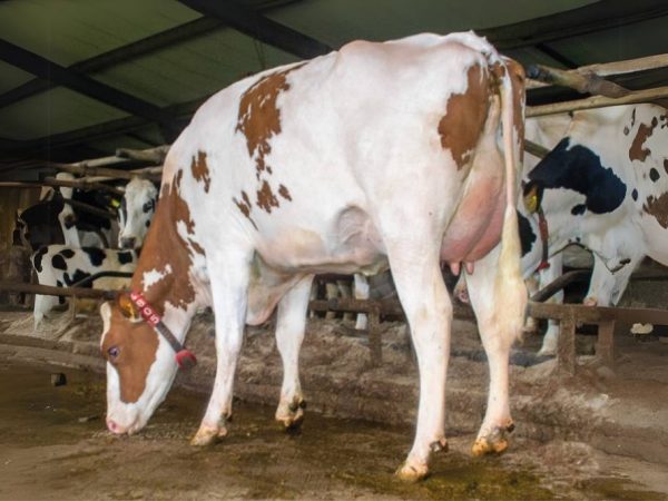 Grootmoeder van de roodbonte holstein friesian fokstier Romano-Red