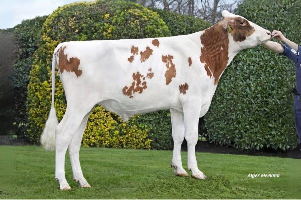 De roodbonte holstein friesian fokstier Romano-Red