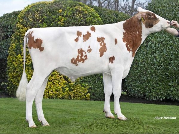 De roodbonte holstein friesian fokstier Romano-Red