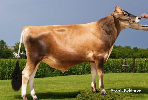 De Jersey stier World Classic 785755