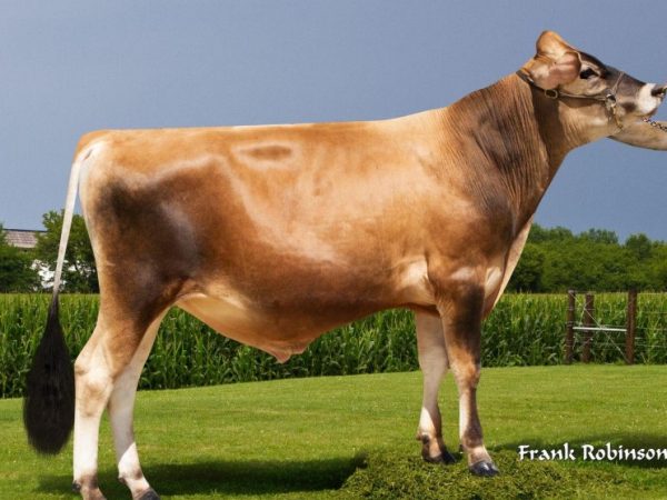 De Jersey stier World Classic 785755