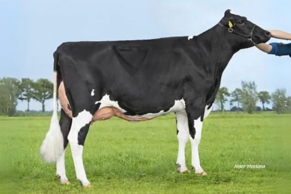 Dochter Leide 747 van de zwartbonte Holstein Frysian stier De Pettershoeve Alexander.