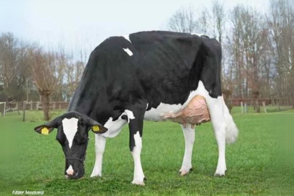 Moeder Joni 8 van de zwartbonte Holstein Frysian stier De Pettershoeve Alexander.