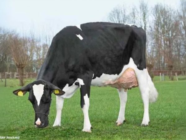 De Petterhoeve Alexander 39997 moeder Joni 8 Moeder Joni 8 van de zwartbonte Holstein Frysian stier De Pettershoeve Alexander.