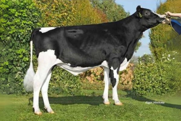 De zwartbonte Holstein Frysian stier De Pettershoeve Alexander.