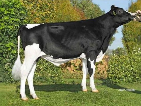 De zwartbonte Holstein Frysian stier De Pettershoeve Alexander.