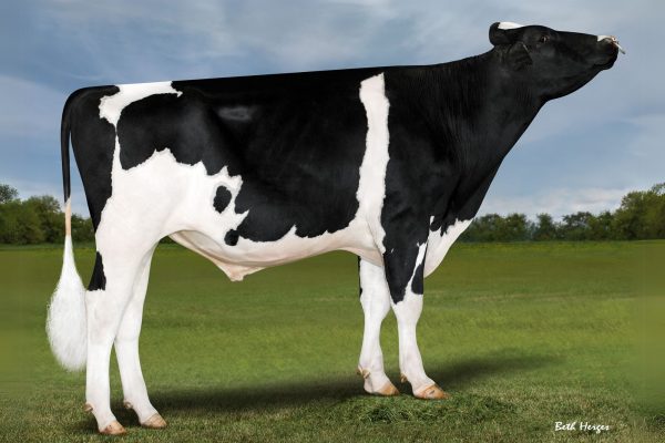 De zwartbonte Holstein Frysian stier Diggy Dex