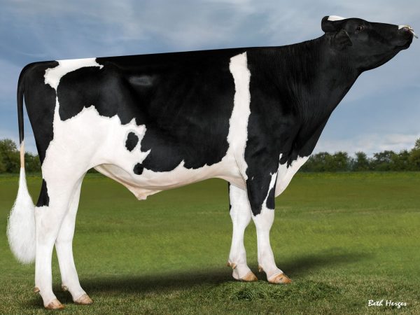 De zwartbonte Holstein Frysian stier Diggy Dex