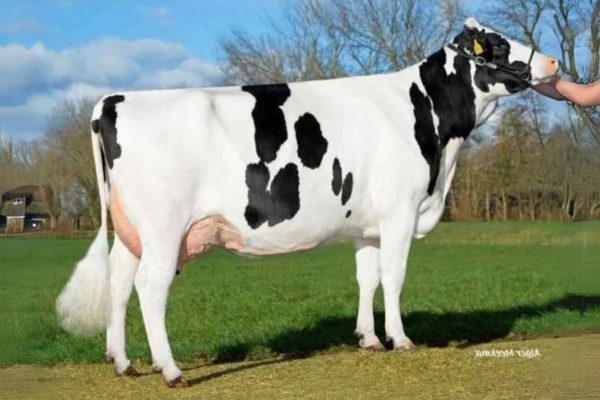 Moeder van de roodbonte Holstein Frysian stier Groenibo Cornwall