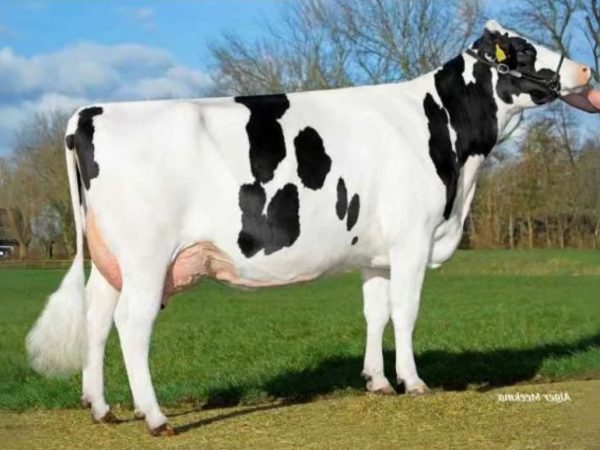 Moeder van de roodbonte Holstein Frysian stier Groenibo Cornwall