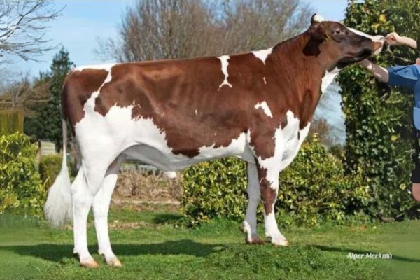 De roodbonte Holstein Frysian stier Groenibo Cornwall