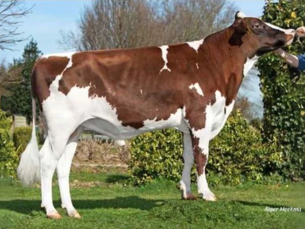 De roodbonte Holstein Frysian stier Groenibo Cornwall