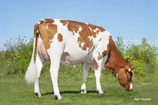 Moeder van De roodbonte Holstein Frysian stier Sietze PP 391037 - Caudumer Lol 492