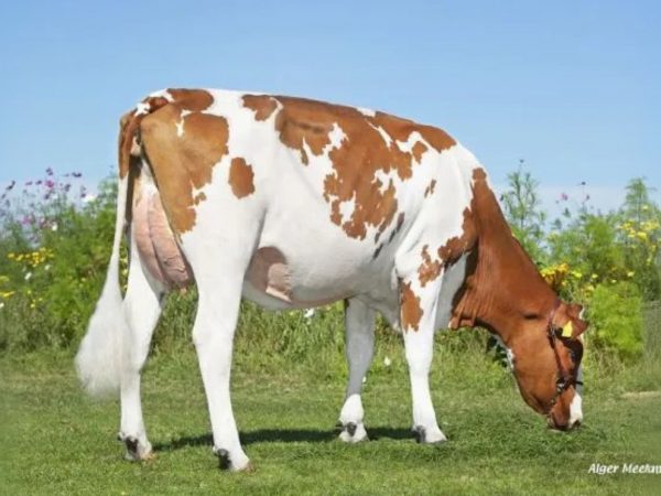 Moeder van De roodbonte Holstein Frysian stier Sietze PP 391037 - Caudumer Lol 492