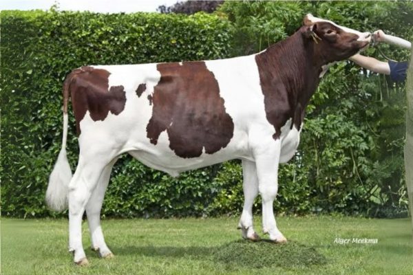 De roodbonte Holstein Frysian stier Sietze PP 391037
