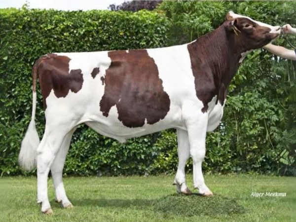De roodbonte Holstein Frysian stier Sietze PP 391037