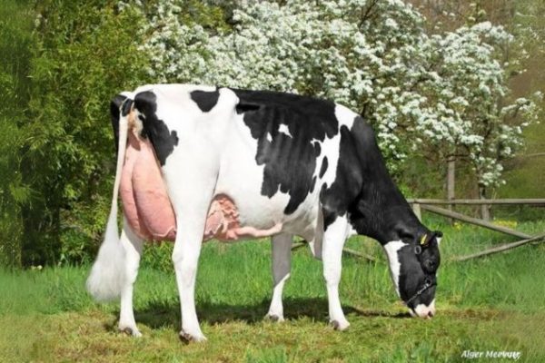 Familie van de zwartbonte Holstein Frysian stier Update