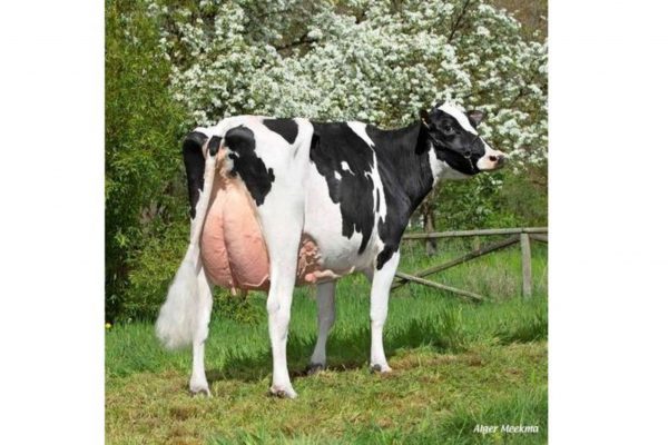 Familie van de zwartbonte Holstein Frysian stier Update