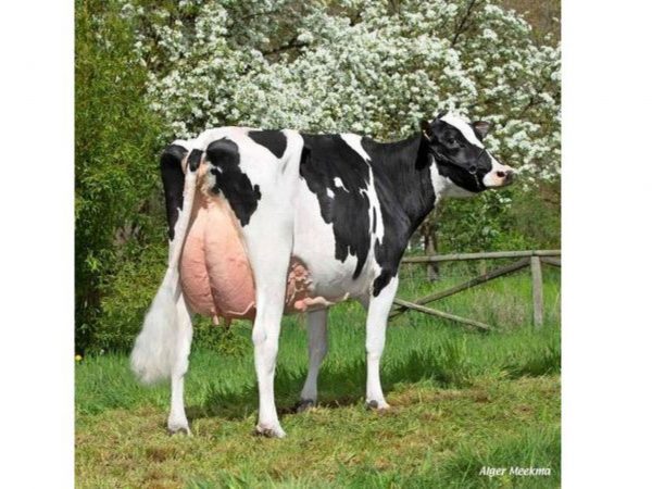 Familie van de zwartbonte Holstein Frysian stier Update