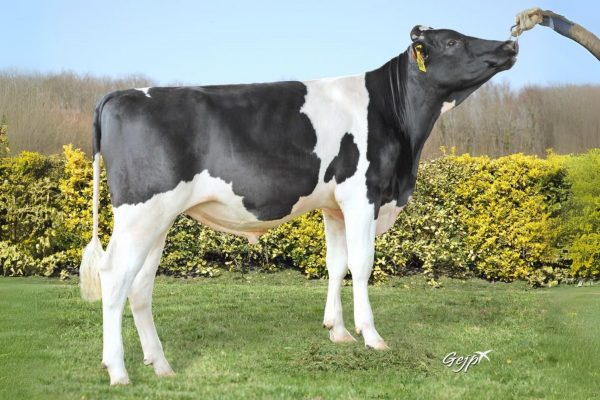 De zwartbonte Holstein Frysian stier Update