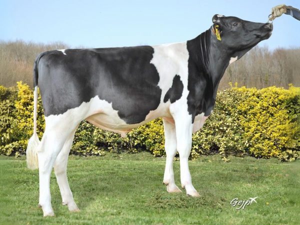 De zwartbonte Holstein Frysian stier Update